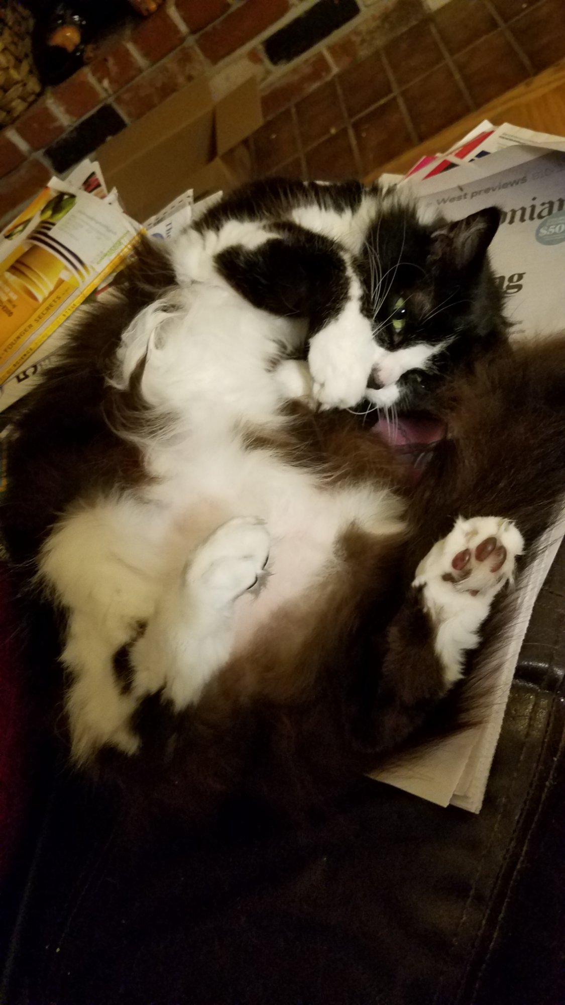 Francine the tuxedo cat