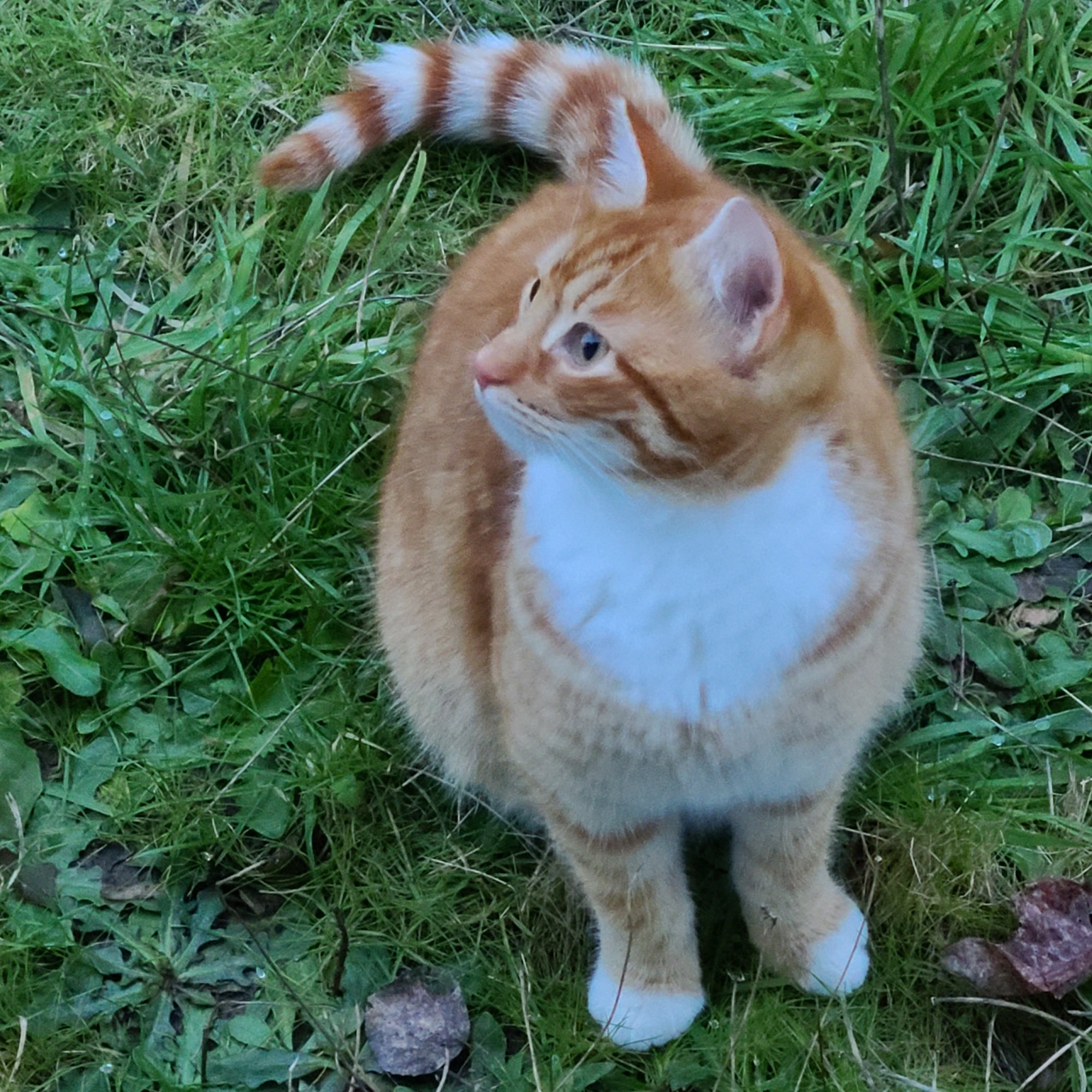 Ginger the orange and white cat