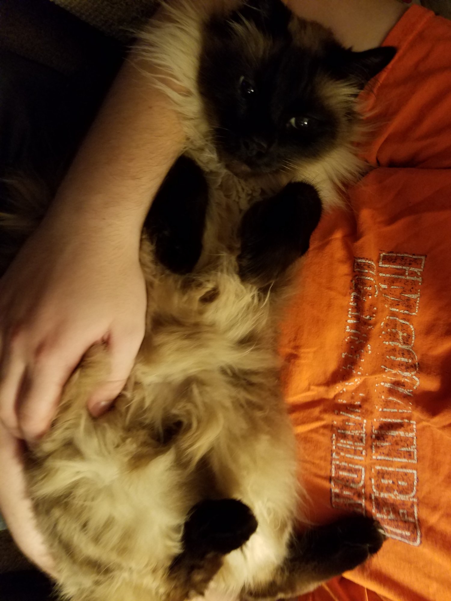 Sebastian the fluffy Siamese cat